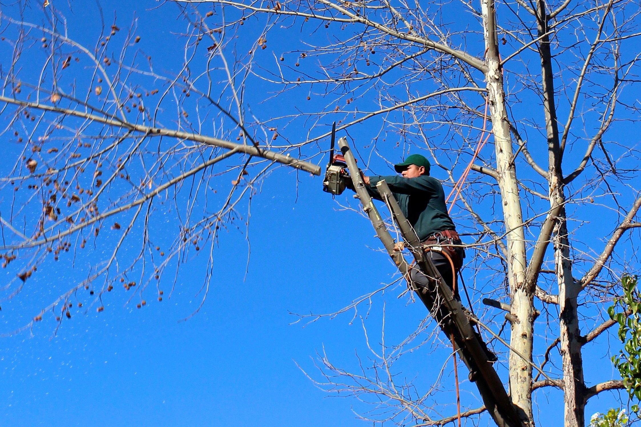 The Hidden Risks of DIY Tree Work and When to Call a Professional
